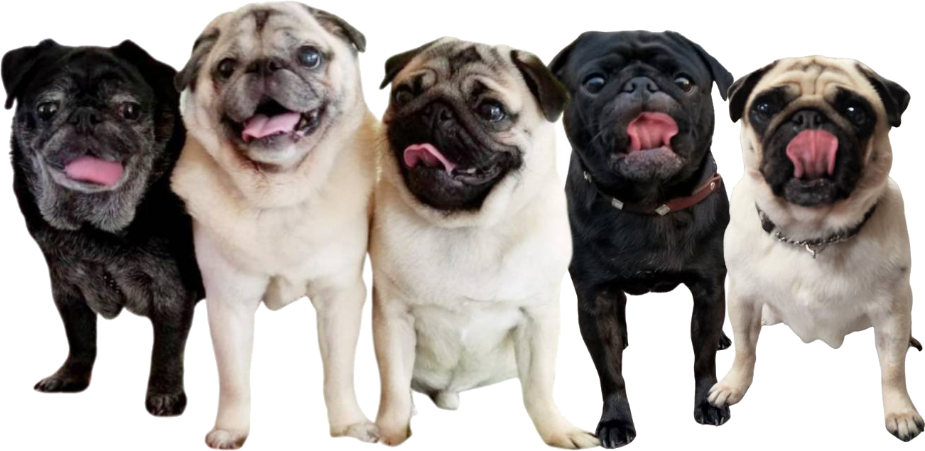 ぐれいすわん施術料金表